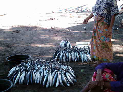 Viele kleine Thunfische gebündelt am Strand.